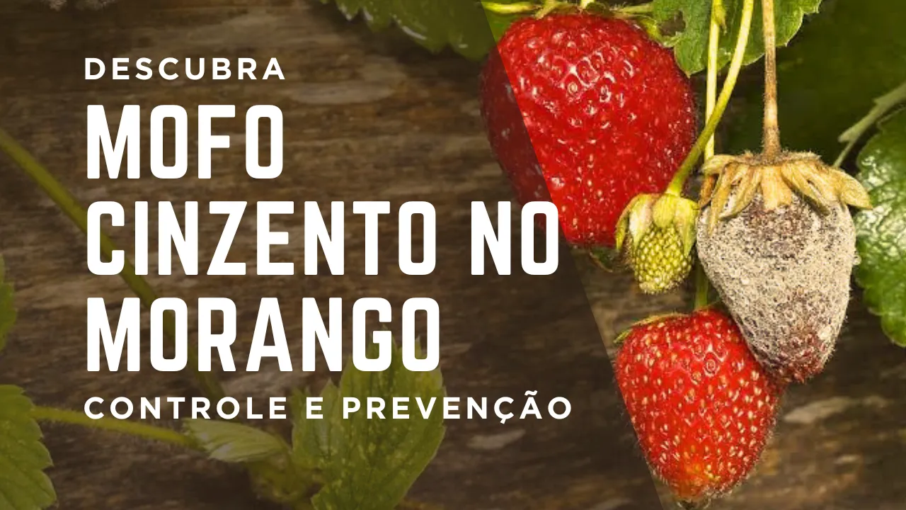Moro cinzento no morango