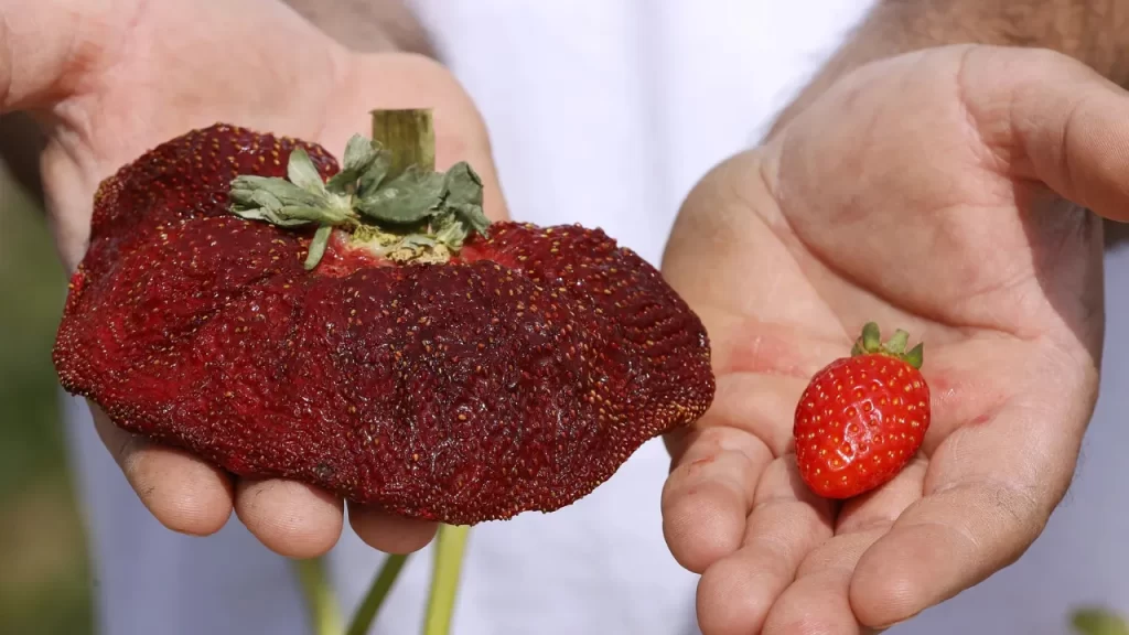 Um morango gigante e achatado na palma de uma mão, ao lado de um morango pequeno na outra mão.
