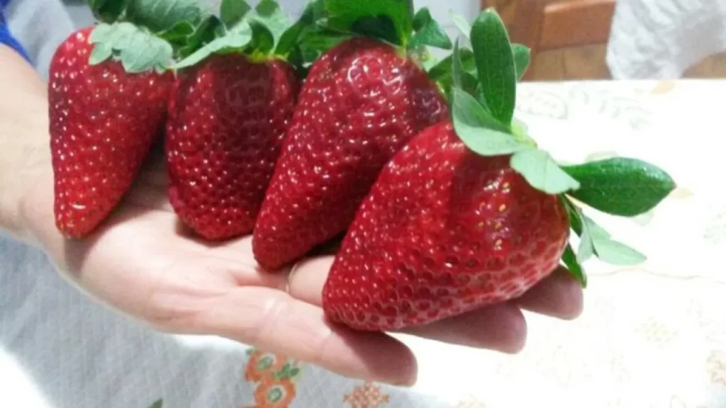 Quatro morangos gigantes, brilhantes e vermelhos, sendo segurados na palma de uma mão.