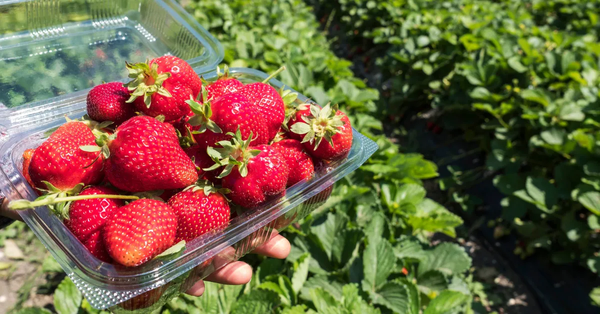 Bandeja transparente cheia de cultivares de morango vermelhos e brilhantes, segurada sobre uma plantação verde.