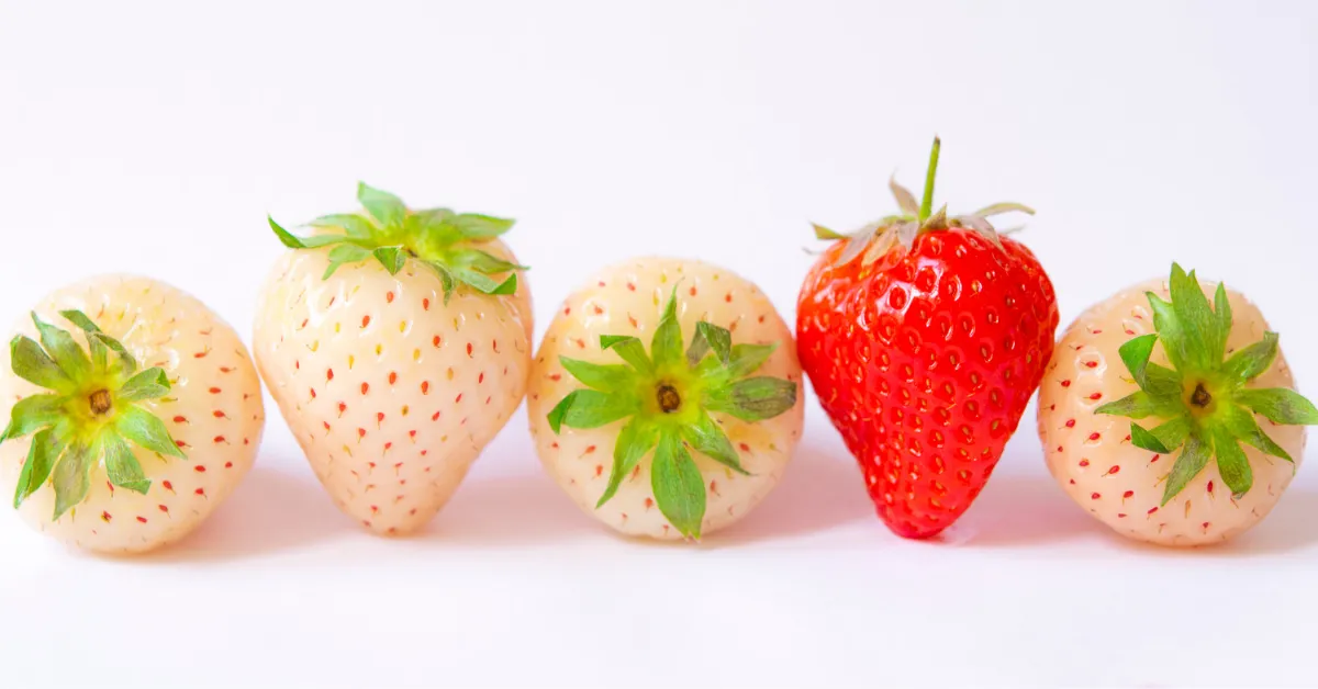Cinco morangos estão alinhados sobre uma superfície branca. Quatro deles são da variedade branca, conhecidos como morangos-pineberry, e apenas um é vermelho, destacando-se entre os demais