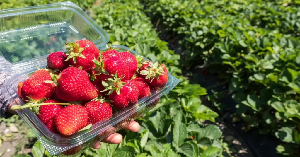 O sul de Minas: Berço da produção de morangos no Brasil