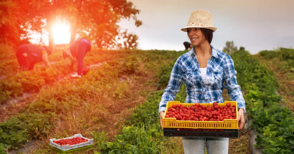 Pessoa segurando uma caixa repleta de morangos colhidos em uma plantação, com outras pessoas trabalhando ao fundo, representando a alta do morango na agricultura.