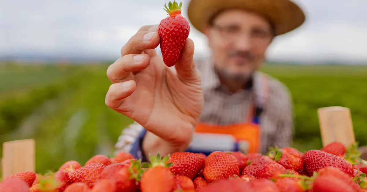 Pessoa segurando um morango maduro em uma plantação, com várias frutas frescas à frente, representando a alta do morango na produção agrícola.