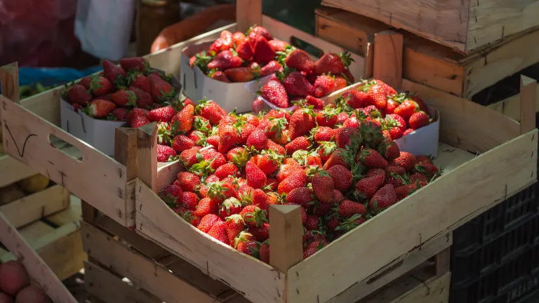 Caixa de madeira cheia de morangos orgânicos frescos, com frutas vermelhas e vistosas expostas em um mercado.