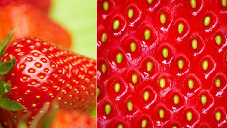 Não são sementes: O que são aqueles pontinhos do morango?