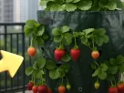 Como plantar morango em sacos e colher em espaços pequenos