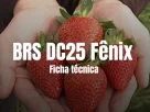 Morango Fênix, variedade de morango nacional: Veja a ficha técnica completa
