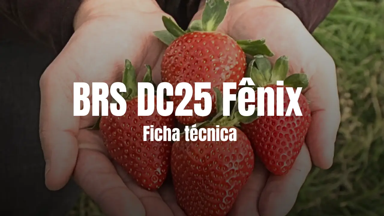 Morango Fênix, variedade de morango nacional: Veja a ficha técnica completa