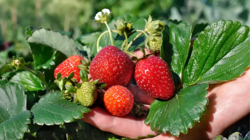 Quanto tempo para produzir morango? Veja o que ninguém diz